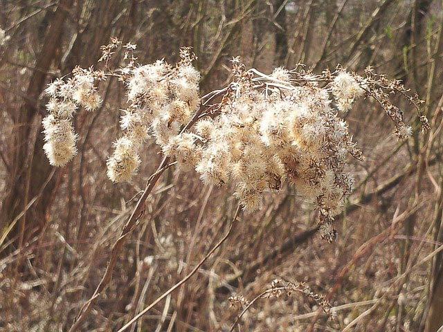 Boho-Atmosphäre Gräser